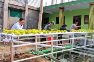 Bukan Sekadar Bertani, UM Ajari Santri Mambaul Abyad Kelola Pangan dengan Teknologi IoT