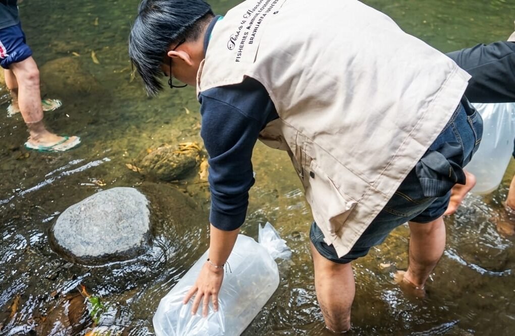 10.000 Benih Ikan Wader Ditebar, Mahasiswa FPIK UB Dorong Pelestarian Sungai di Pandanajeng